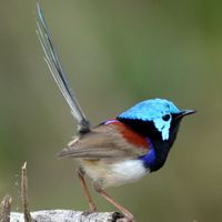 Gorrioncito